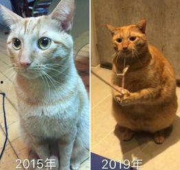 猫变成人抓小孩视频