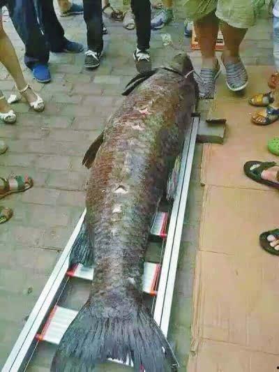 青鱼成人电影在线视频,激情燃烧的夜晚，揭秘在线视频的诱惑世界