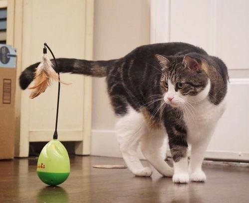 陪猫玩具成人教程视频,打造专属猫咪乐园